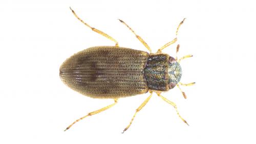 Réf. 244 356 : Helophorus minutus